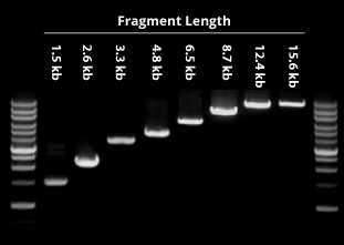 Elongation Ability Gel Image