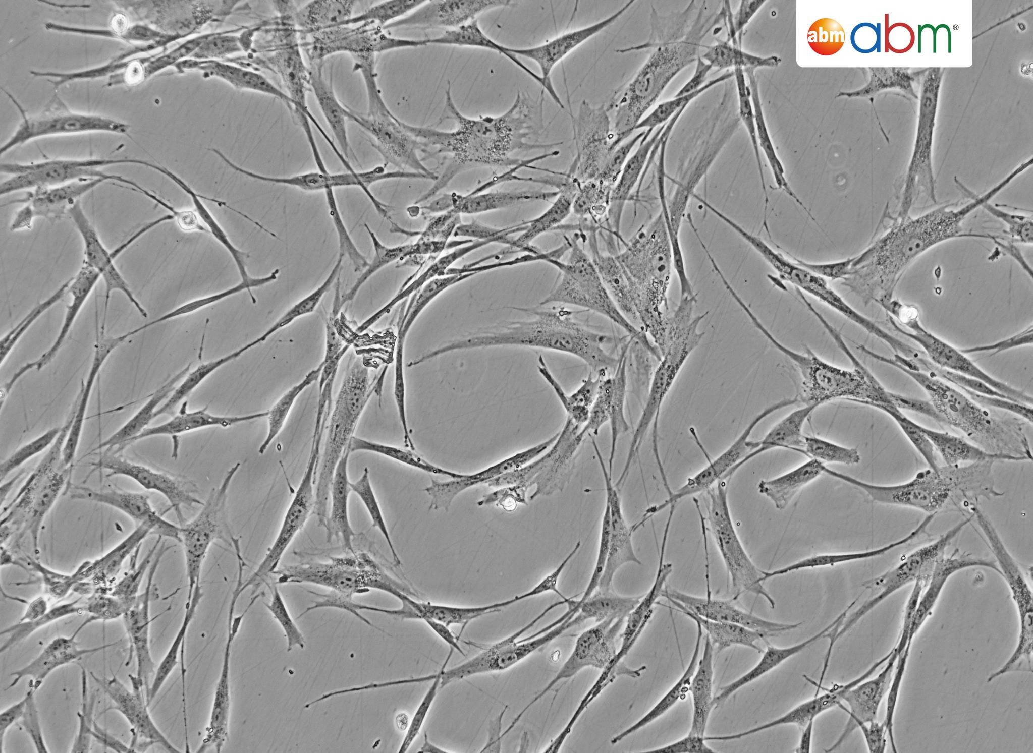 Reference morphology image for immortalized hair follicle dermal papilla cells