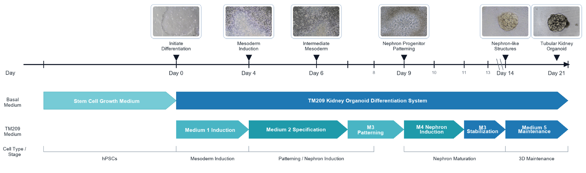 Representative bright-field timeline showing human kidney organoid development from day 0 to day 21