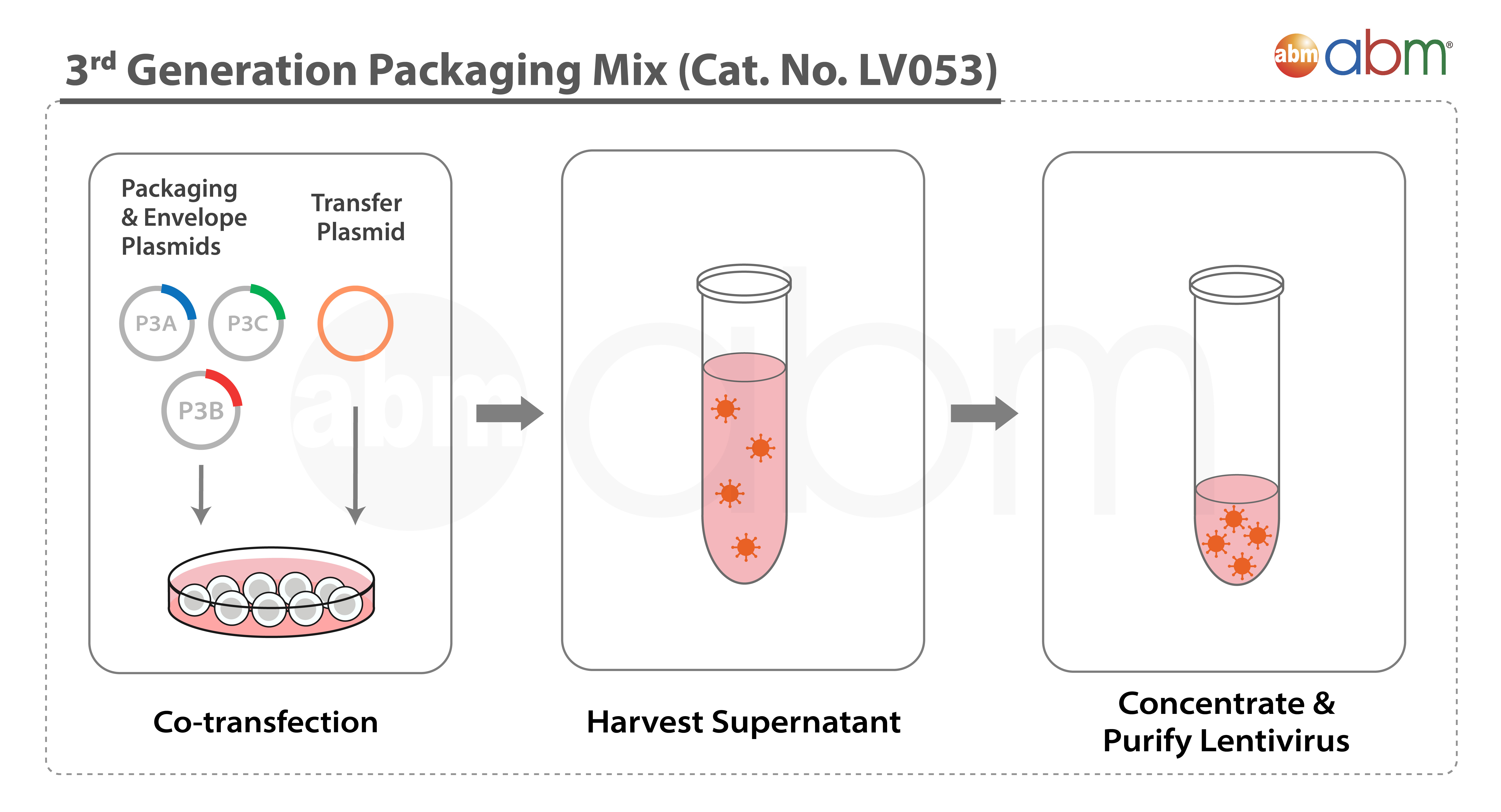 3rd Generation Lentivirus Packaging Workflow